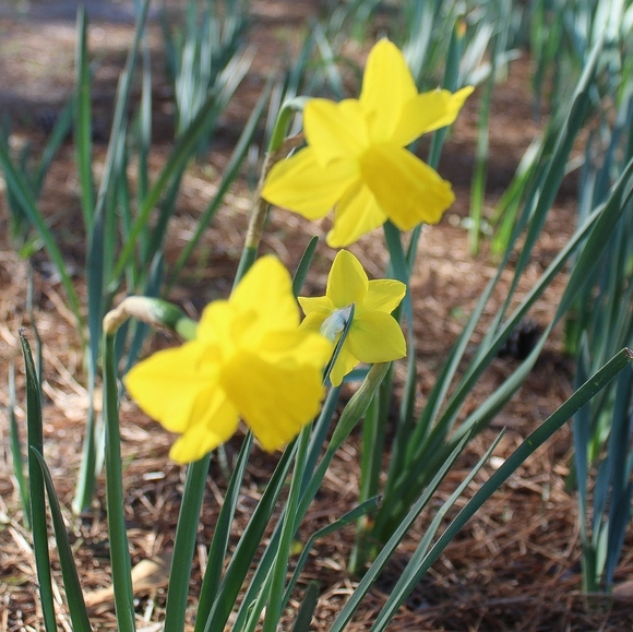 Meet your Posher, Alayna - Picture 1 of 1